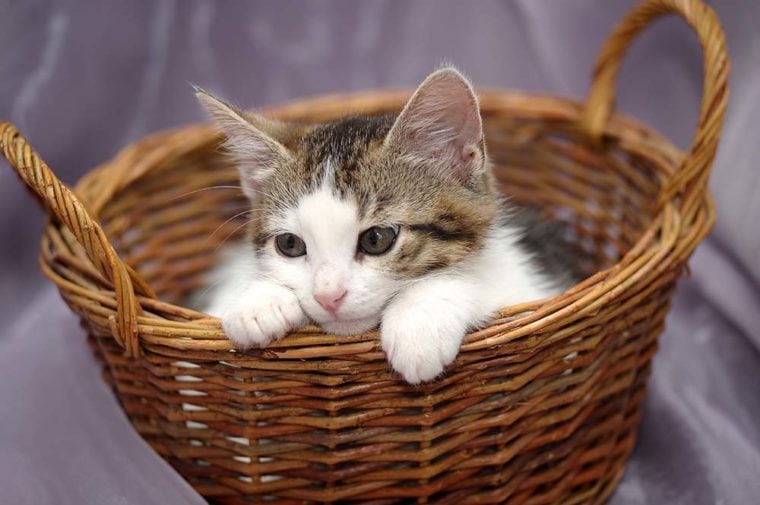 White with a gray kitten in a wicker basket
