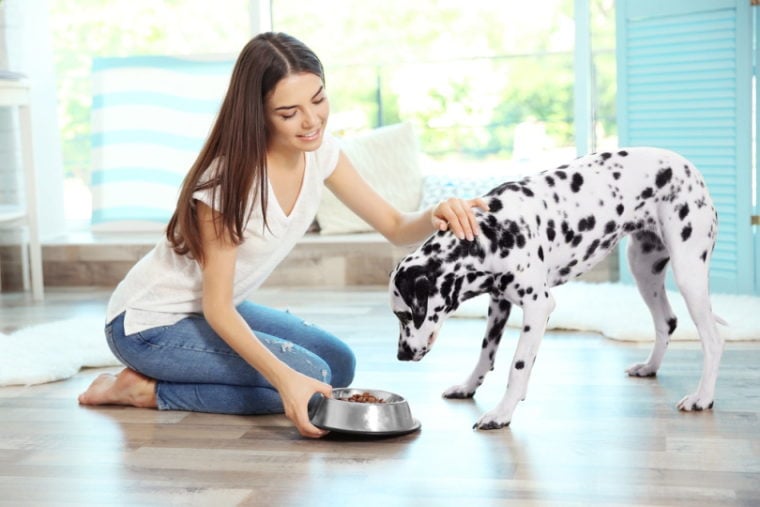 woman feeding dalmatian dog