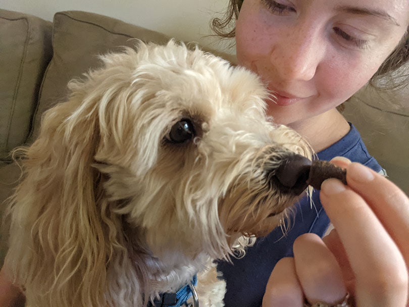 woman feeding veritas farms calming chews to her dog