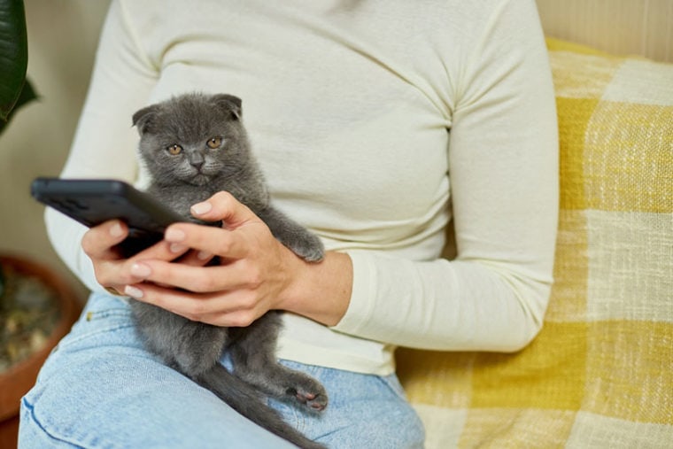 woman on the phone with scottish kitten on the sofa
