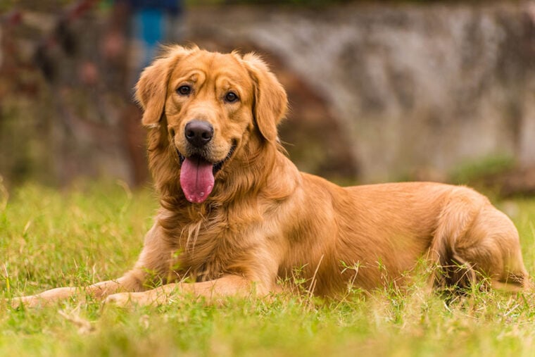 Un feliz perro macho adulto Golden Retriever relajándose en un parque