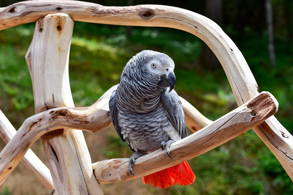 African Gray Parrot_Tracy Starr_Shutterstock