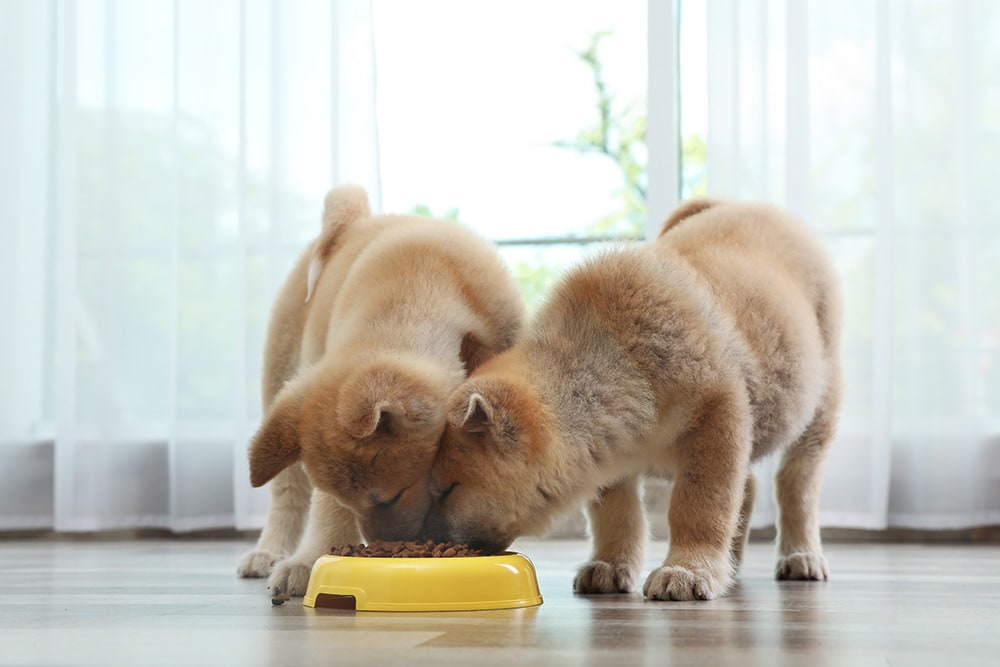 Cachorros Akita comiendo comida_Nueva África_Shutterstock