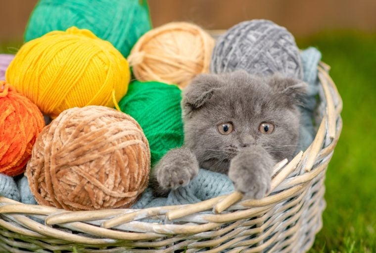 Basket with yarn and gray cat