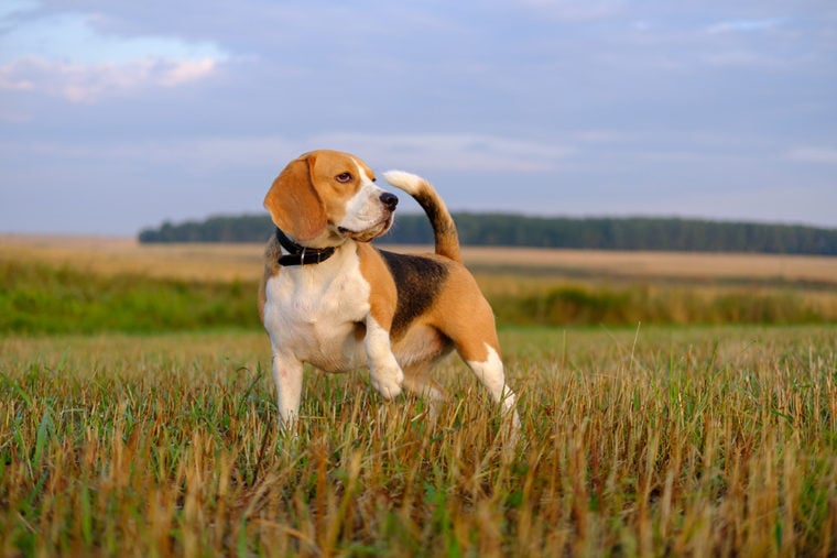 Beagle on a walk