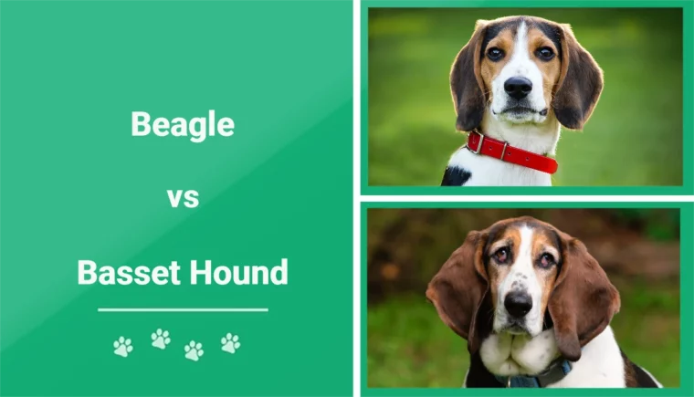 Beagle vs Basset Hound - Featured Image