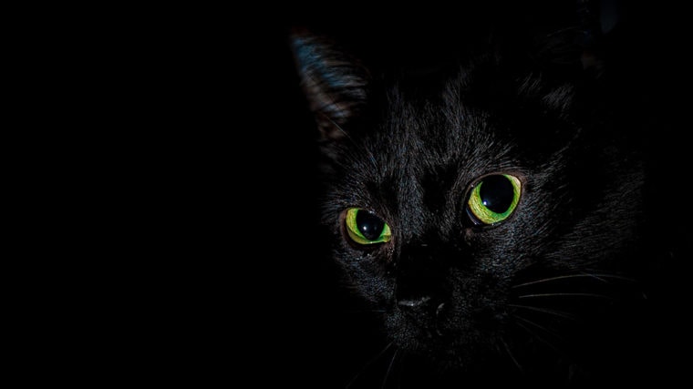 Black Cat Halloween_F_N_Shutterstock