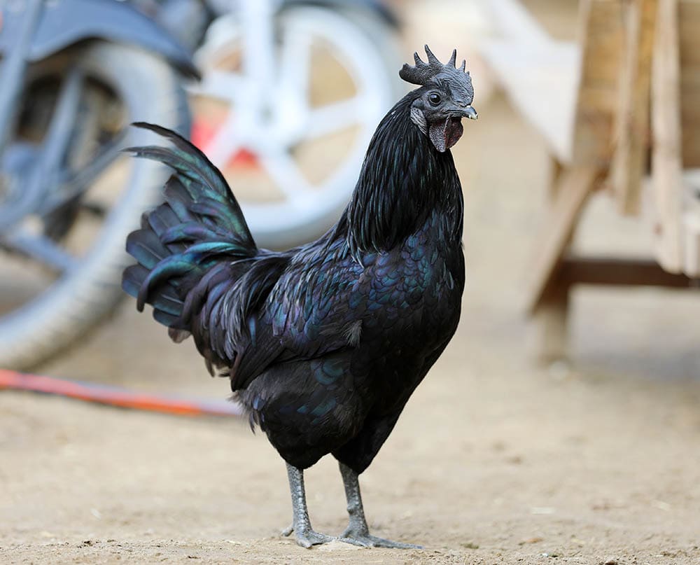 Black Kadaknath Chicken_Gurdev_Shutterstock