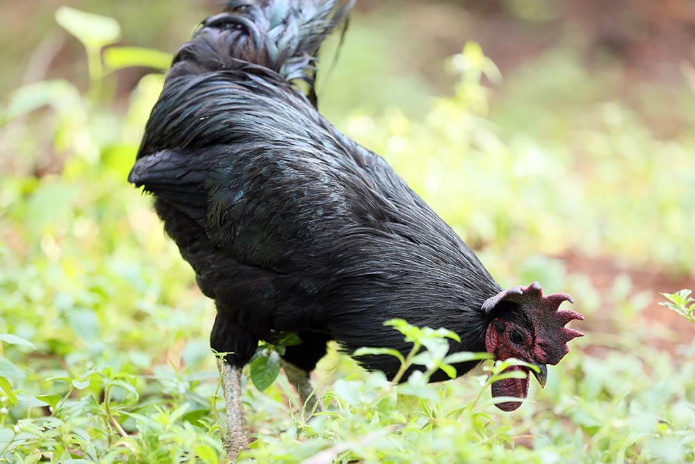 Black Kadaknath Chicken_VP Praveen Kumar_Shutterstock