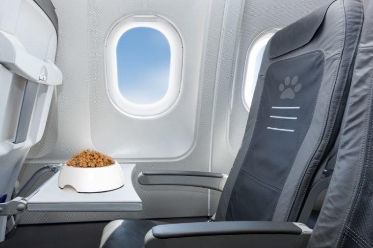 Tazón de comida para perros dentro del avión