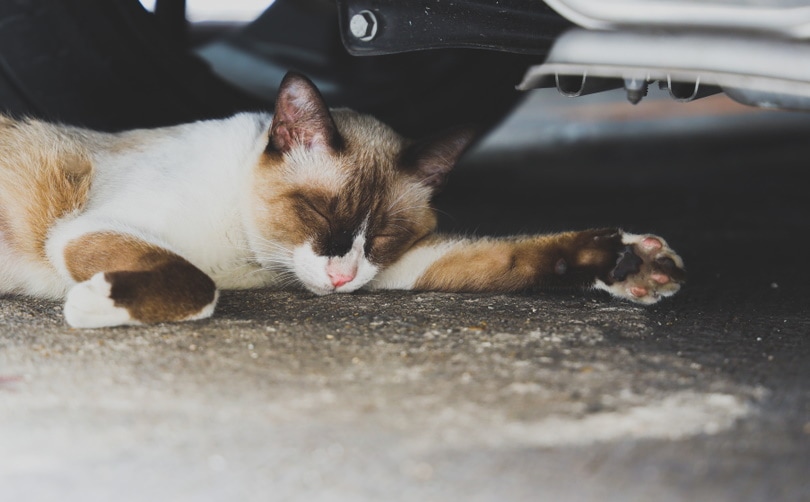 Calico cat sleeping under the bed