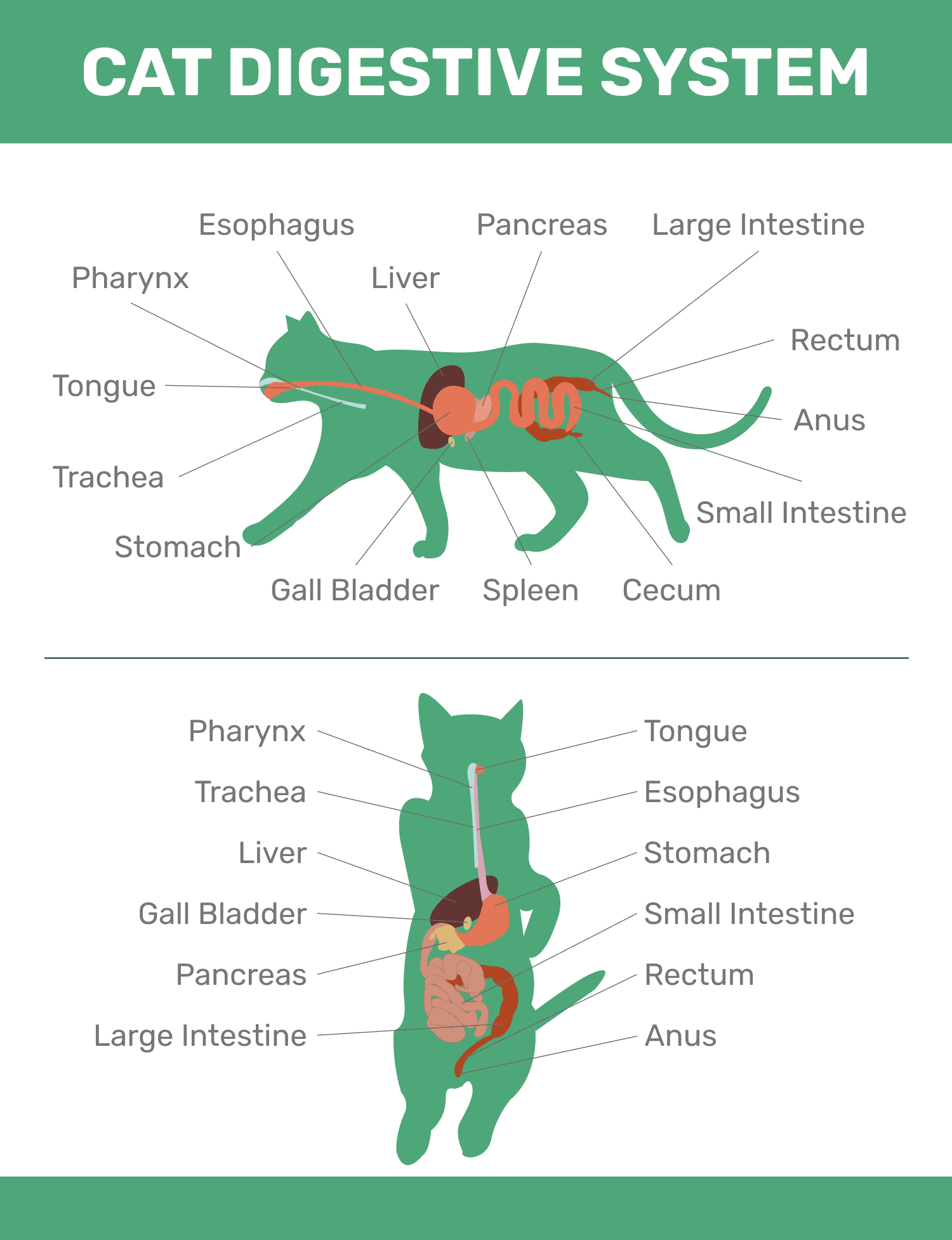 cat digestive system