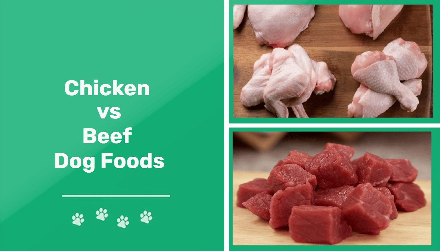 do dogs prefer chicken or beef