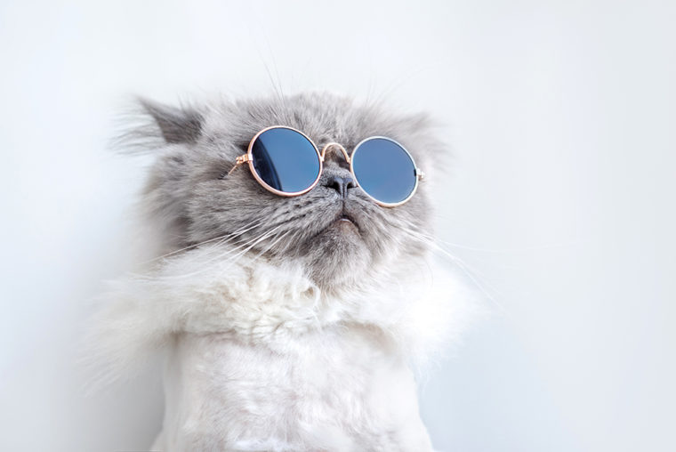 Cool cat with sunglasses_otsphoto_Shutterstock