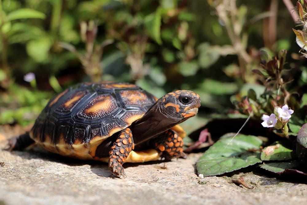 Cute small baby Red-foot Tortoise