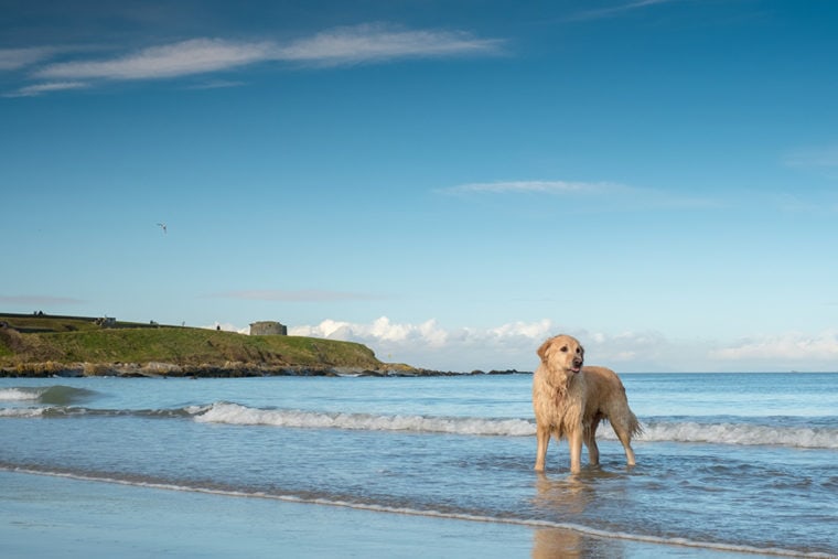 Dog in Ireland_Remizov_Shutterstock