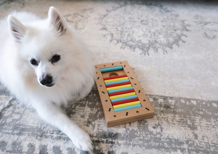 Dog playing toy puzzle_Lenti Hill_Shutterstock