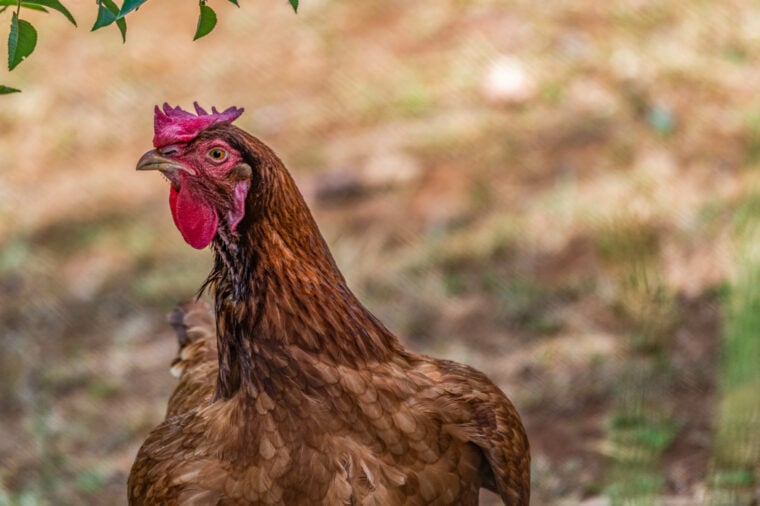 Domestic Kuroiler Chicken_Jen Watson_Shutterstock