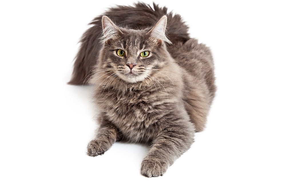 Domestic Medium Hair Cat Pet Breed: Info, Pictures, Temperament & Traits |  Pet Keen