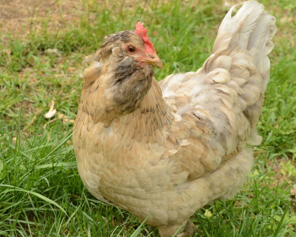 Easter Egger Chicken: Pictures, Info, Traits, & Care Guide