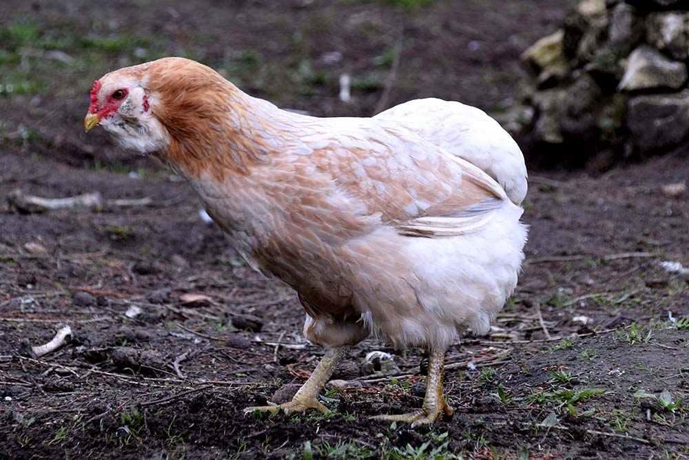araucana chickens hens