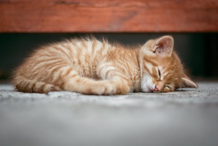 Ginger kitten sleeping under the bed