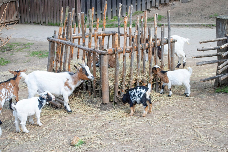 Goat Hay Feeder_TinaSova20_Shutterstock