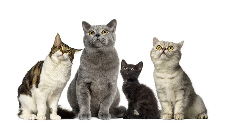 Group of cats_Eric Isselee_Shutterstock
