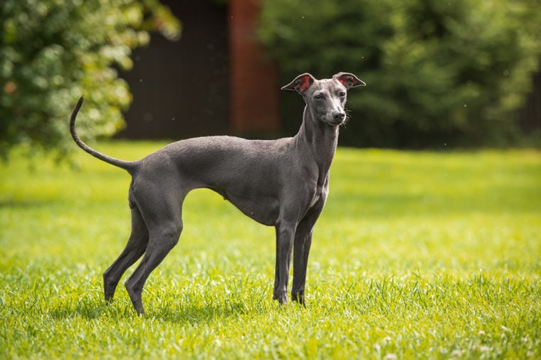 Italian Greyhound_Alexandra Morrison Photo_Shutterstock