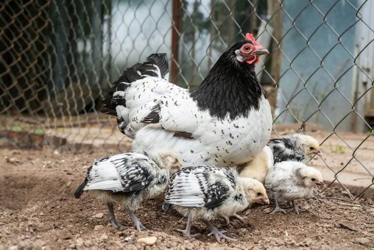 Lakenvelder hen with chickens in a farm yard_Algirdas Gelazius_Shutterstock