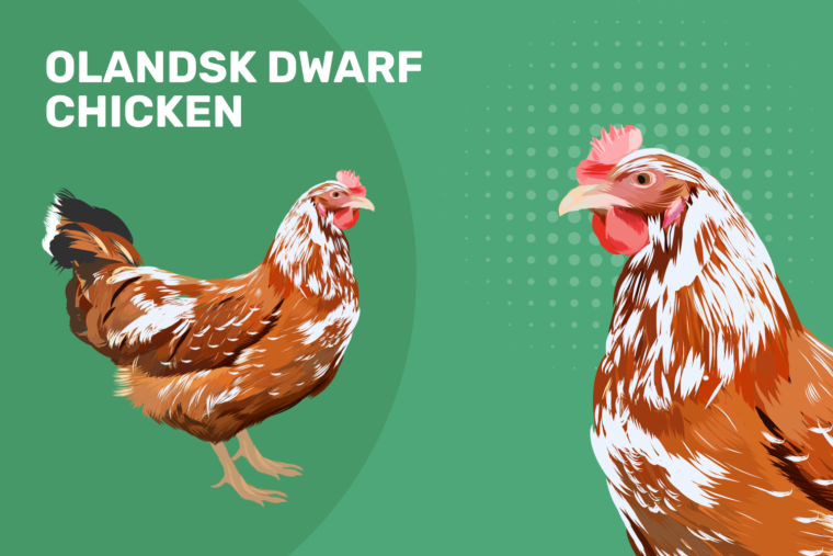Olandsk_Dwarf_Chicken