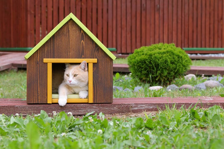 Casa para gatos al aire libre_vubaz_Shutterstock