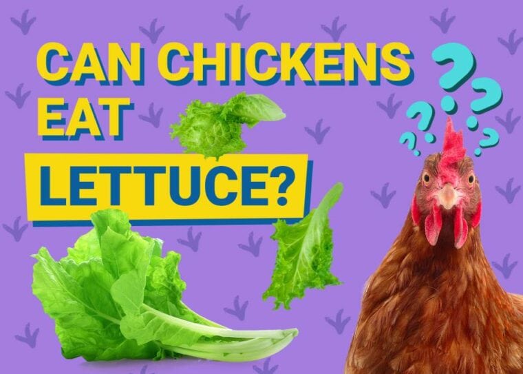 Can Chickens Eat Lettuce