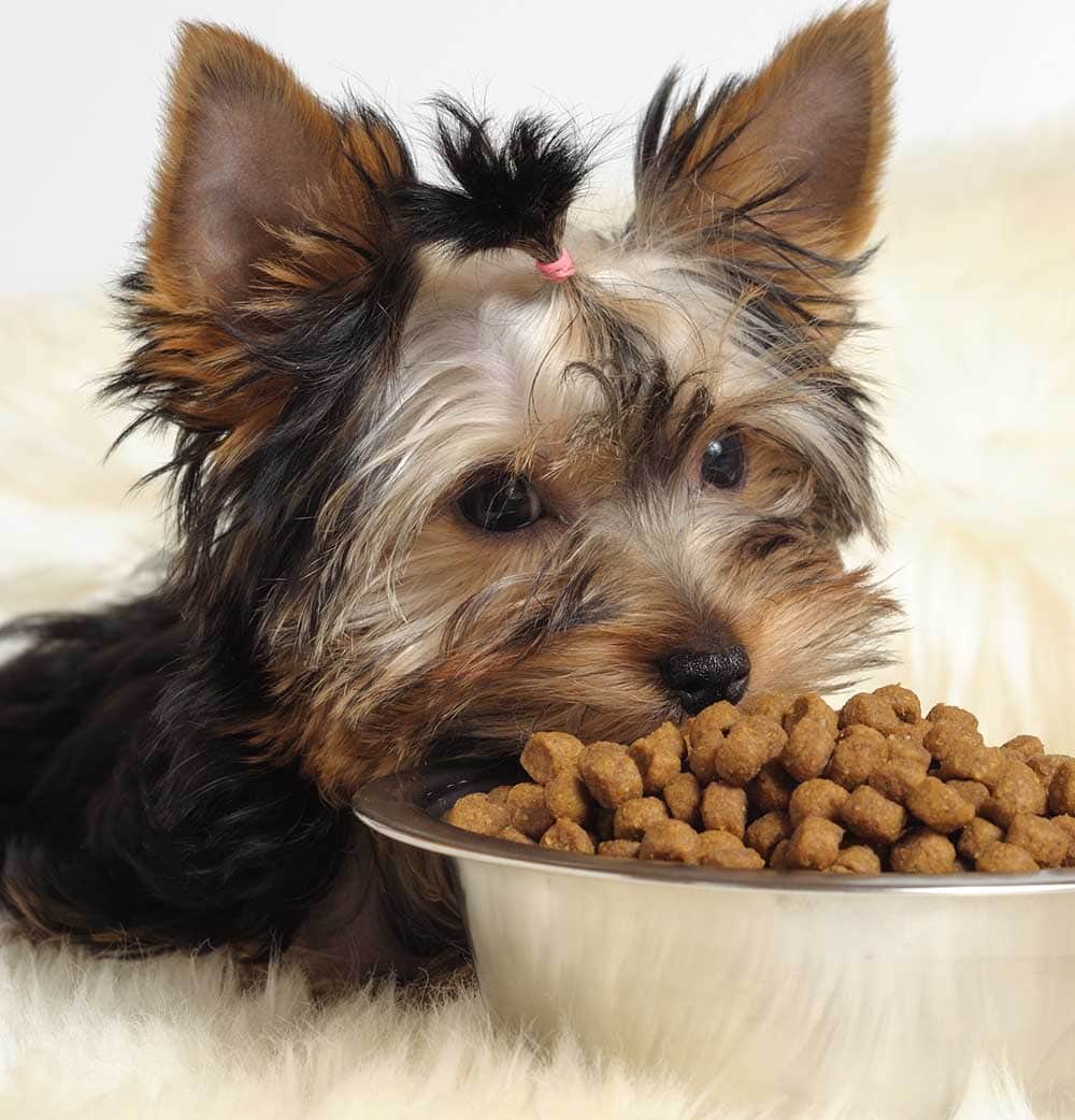 Puppy yorkshire terrier eating dry dog food