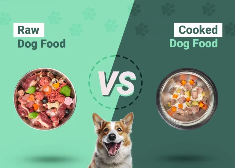 Raw vs Cooked Dog Food - Featured Image