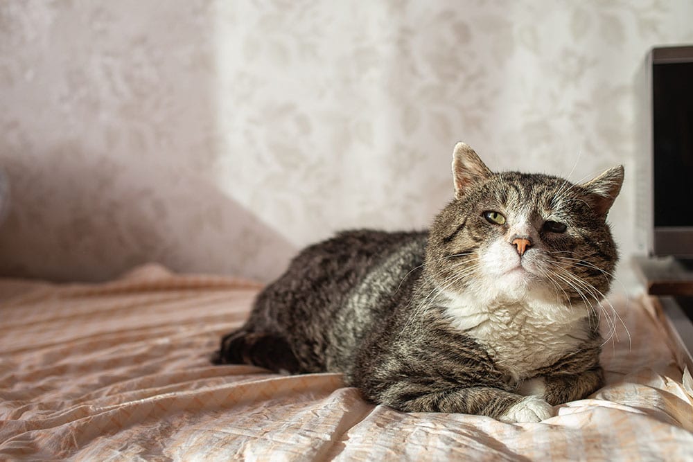 Side view of lazy and old tabby cat stay on a bed at home