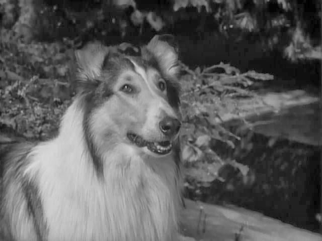 Still from Lassie (1954), Jack Wrather Productions