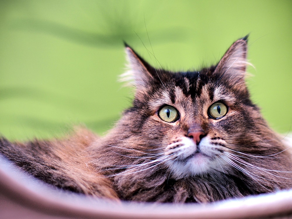 Striped Maine Coon Cat with Yellow Green Eyes_Light Hound Pictures_Shutterstock
