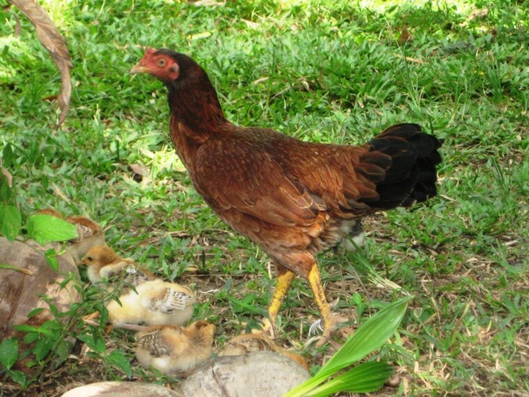 Malay chicken (female)