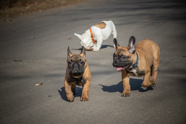 Three french bulldogs running