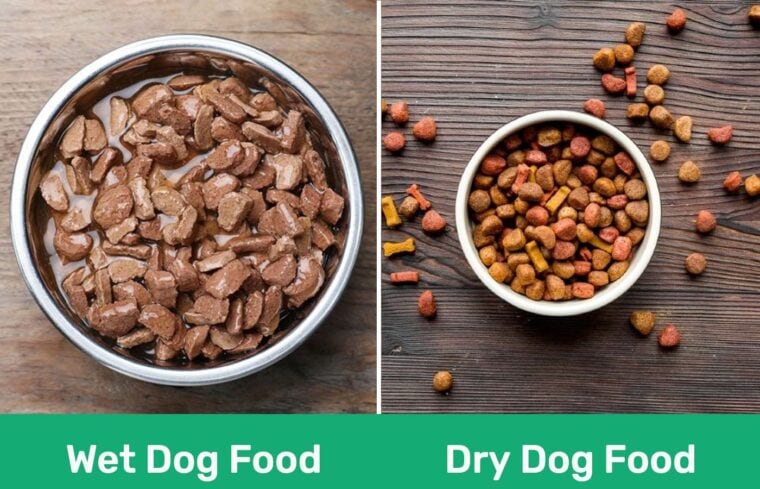 Wet dog food vs dry dog food PK