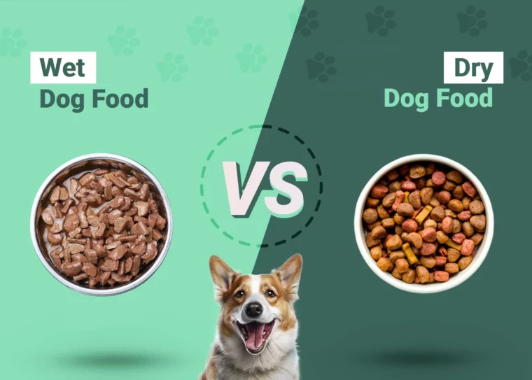 Wet vs Dry Dog Food - Featured Image