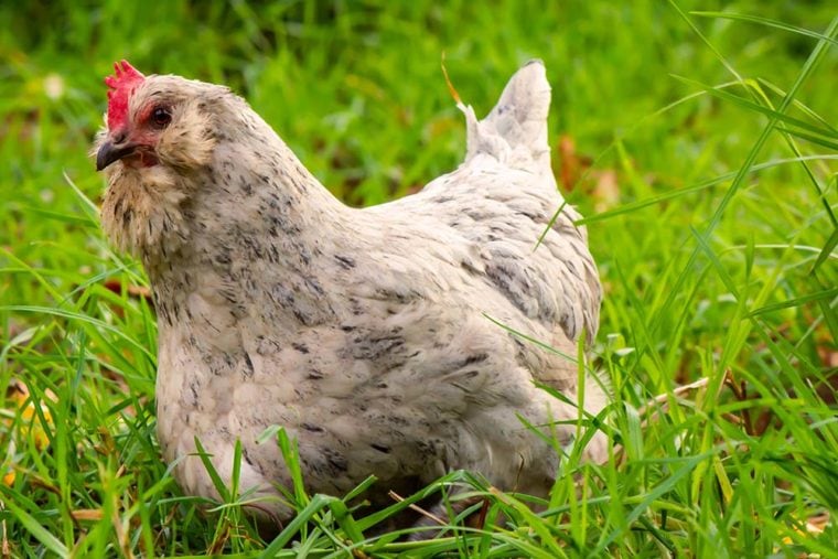 White araucana hen spots you while roaming amongst fresh green grass