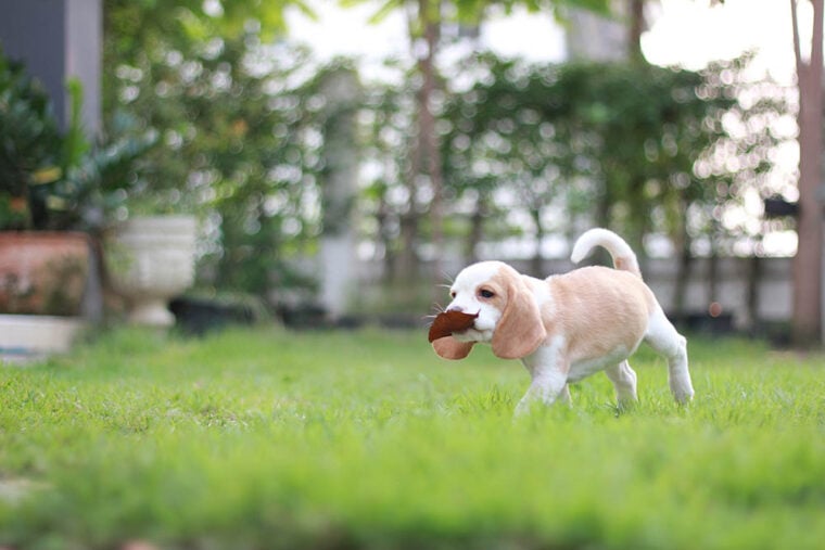 White beagle running on grass_Tony Kan_Shutterstock