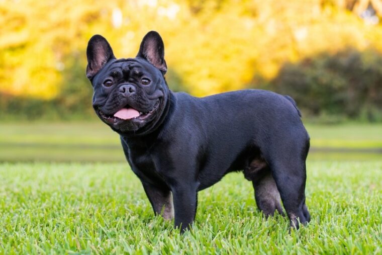 a black french bulldog standing on grass