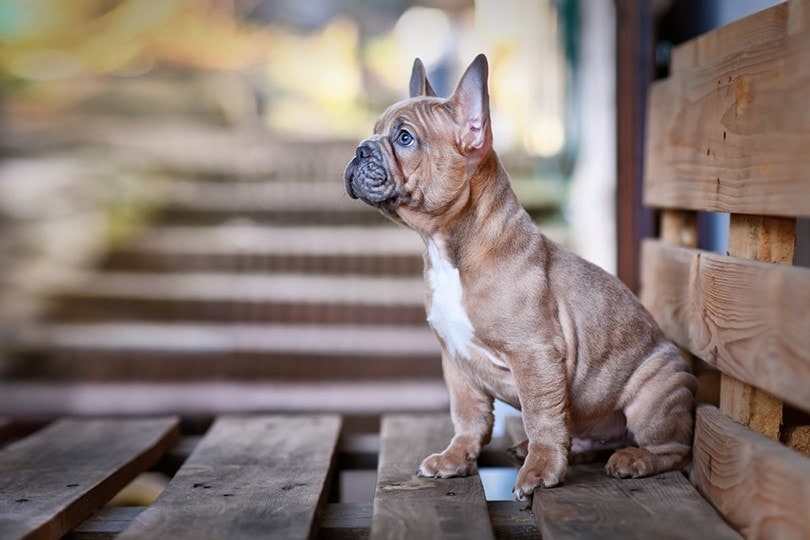 Blue Fawn French Bulldog: Facts, History & Origin (With Pictures) | Pet ...