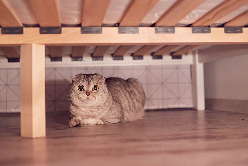 un gato escondido debajo de la cama