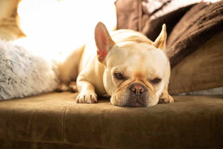 a cream french bulldog resting on a couch