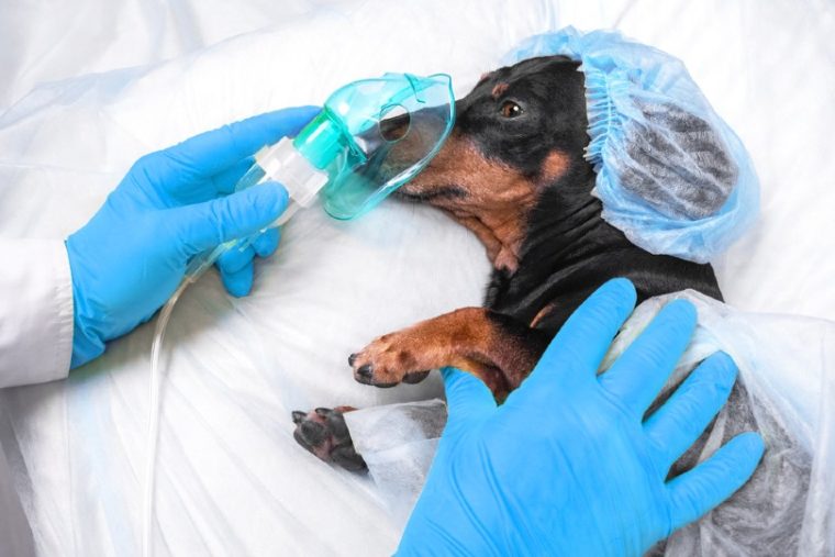 a dog about to undergo surgery