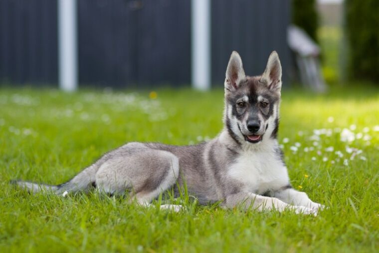 a siberian husky and german shepherd mixed breed dog